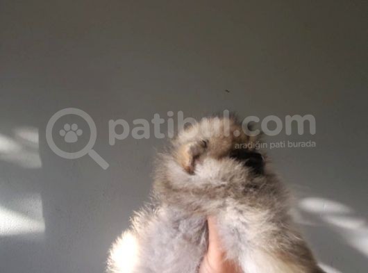 Erkek Teacup Pomeranian Boo