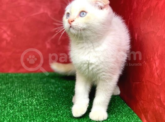Muhteşem Güzelli̇kte Scottish Fold Red Point Yavrumuz görsel