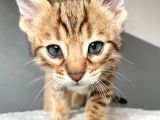Savannah x Bengal Hybrid
