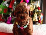 Red Brown Oyuncak Toy Poodle Yavrular