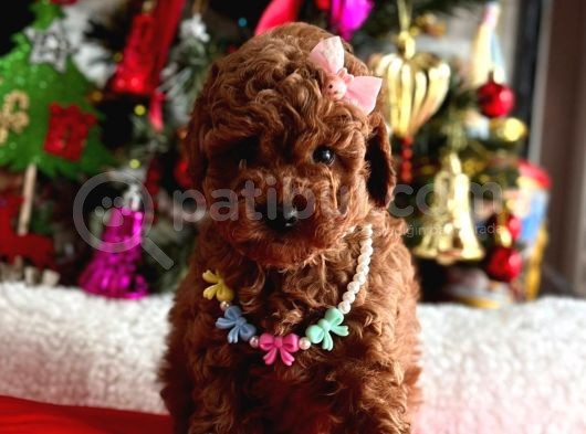 Red Brown Oyuncak Toy Poodle Yavrular