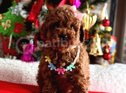 Red Brown Oyuncak Toy Poodle Yavrular görsel