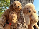 Apricot Ve Red Poodle Bebeklerimiz