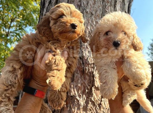 Apricot Ve Red Poodle Bebeklerimiz görsel