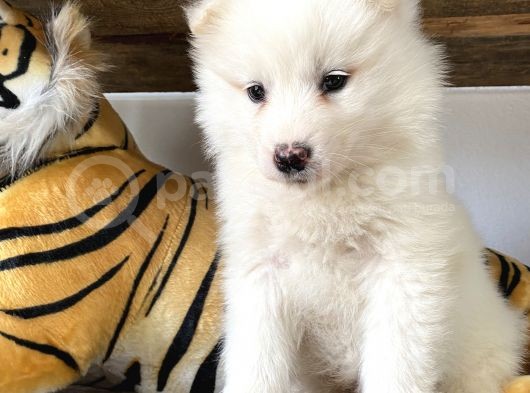 Ruhsatlı Köpek Çifliğinden (Burkem) Samoyed Yavrular