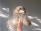 Erkek Teacup Pomeranian Boo
