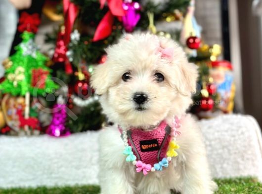 Sıfır Numara Mini Boy Maltese Yavrular görsel