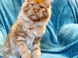 4 Aylık Show Class Red Mainecoon Erkek