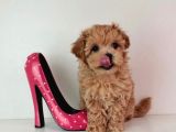 Di̇zayn Irk Kali̇teli̇ Malti̇poo Yavrulari