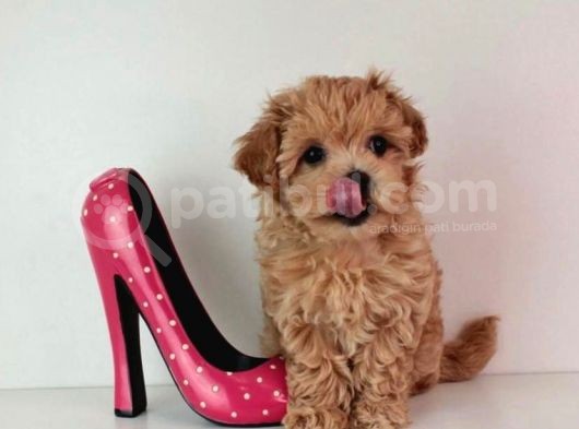 Di̇zayn Irk Kali̇teli̇ Malti̇poo Yavrulari görsel