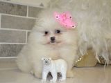 Teddy Face Boo Pomeranian Yavrular