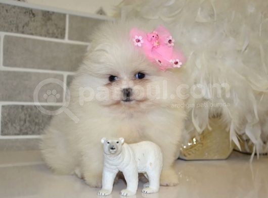 Teddy Face Boo Pomeranian Yavrular görsel