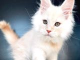 Safkan Mainecoon Erkek