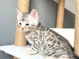 Savannah X Bengal Hybrid ( Silver)