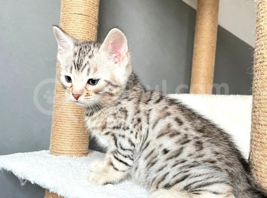 Savannah X Bengal Hybrid ( Silver) görsel