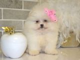 Teddy Face Boo Pomeranian Yavrular