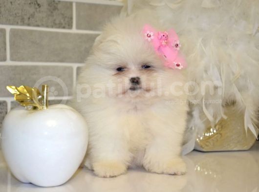 Teddy Face Boo Pomeranian Yavrular