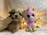 Dizayn Irk Sevimli Maltipoo Yavrular