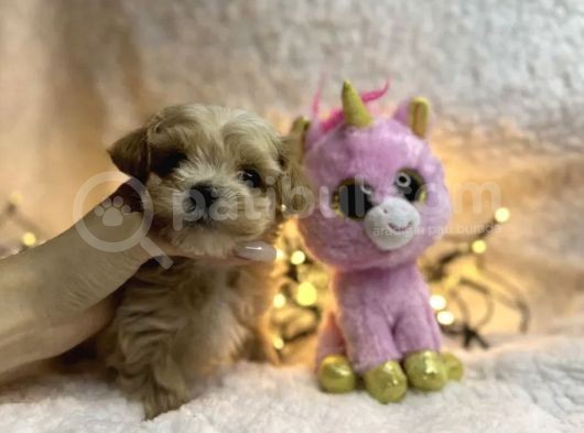 Dizayn Irk Sevimli Maltipoo Yavrular