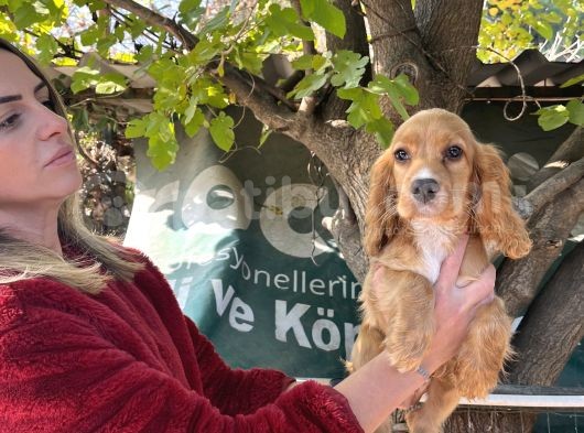 4 Aylık Dişi Cocker Yavrumuz görsel