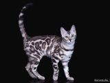 Silver Bengal 2 Yasında Kısır