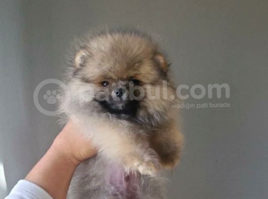 Erkek Teacup Pomeranian Boo görsel