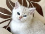 Mükemmel Geneti̇k  Duman Gri̇  Di̇k Ve Kirik Kulak