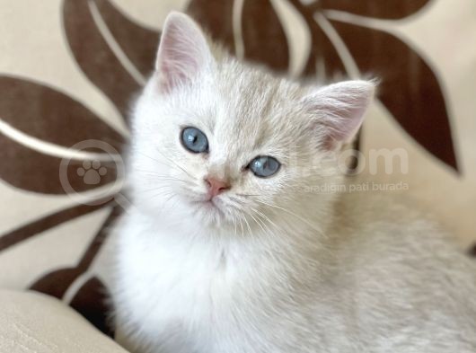 Mükemmel Geneti̇k  Duman Gri̇  Di̇k Ve Kirik Kulak görsel