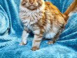4 Aylık Show Class Red Mainecoon Erkek