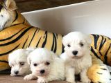 Ruhsatlı Köpek Çiftliğinden (Burkem) Maltes Terrier Yavrular
