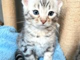 Savannah X Bengal Hybrid ( Silver)