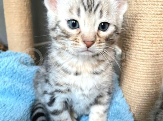 Savannah X Bengal Hybrid ( Silver) görsel
