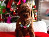 Red Brown Oyuncak Toy Poodle Yavrular