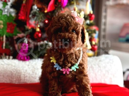 Red Brown Oyuncak Toy Poodle Yavrular görsel