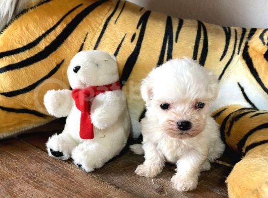 Ruhsatlı Köpek Çiftliğinden (Burkem) Maltes Terrier Yavrular görsel