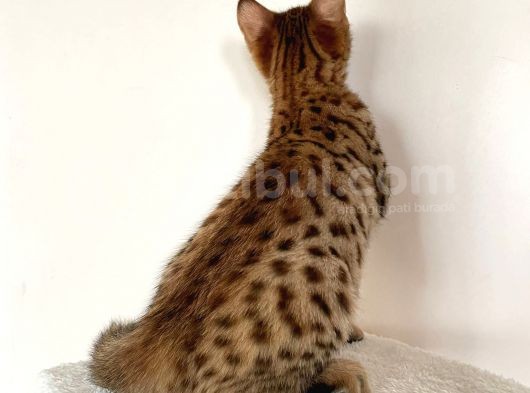 Savannah F6 Erkek