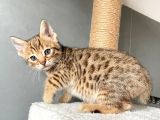 Savannah X Bengal Hybrid