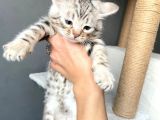 Savannah X Bengal Hybrid ( Silver)