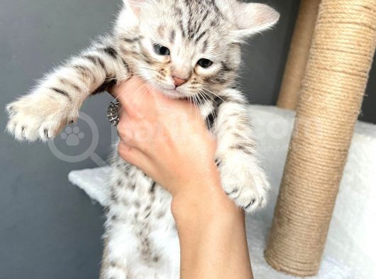 Savannah X Bengal Hybrid ( Silver) görsel