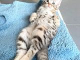 Savannah x Bengal Hybrid ( silver)