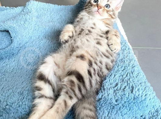 Savannah X Bengal Hybrid ( Silver)