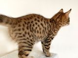 Savannah F6 Erkek