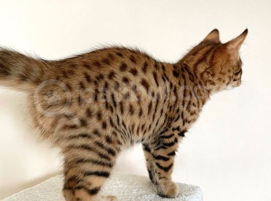 Savannah F6 Erkek görsel
