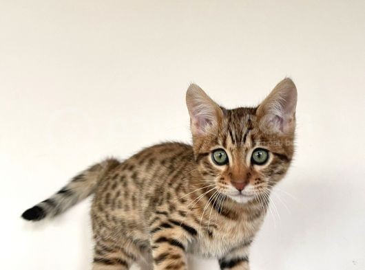 Savannah F6 Erkek görsel