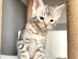 Savannah X Bengal Hybrid ( Silver)