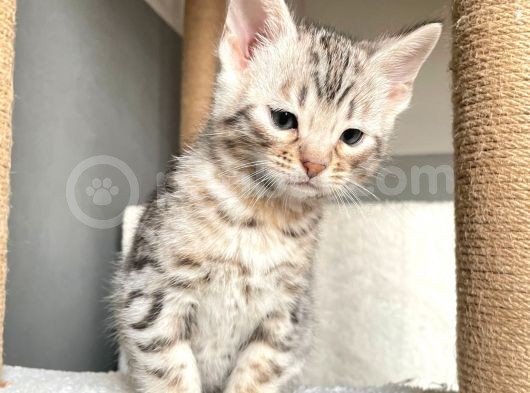 Savannah X Bengal Hybrid ( Silver) görsel