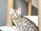 Savannah X Bengal Hybrid ( Silver)