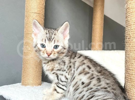 Savannah X Bengal Hybrid ( Silver) görsel