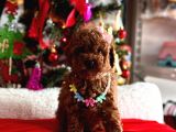 Red Brown Oyuncak Toy Poodle Yavrular