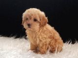 Dişi Irk Ve Kilo Garantili Maltipoo